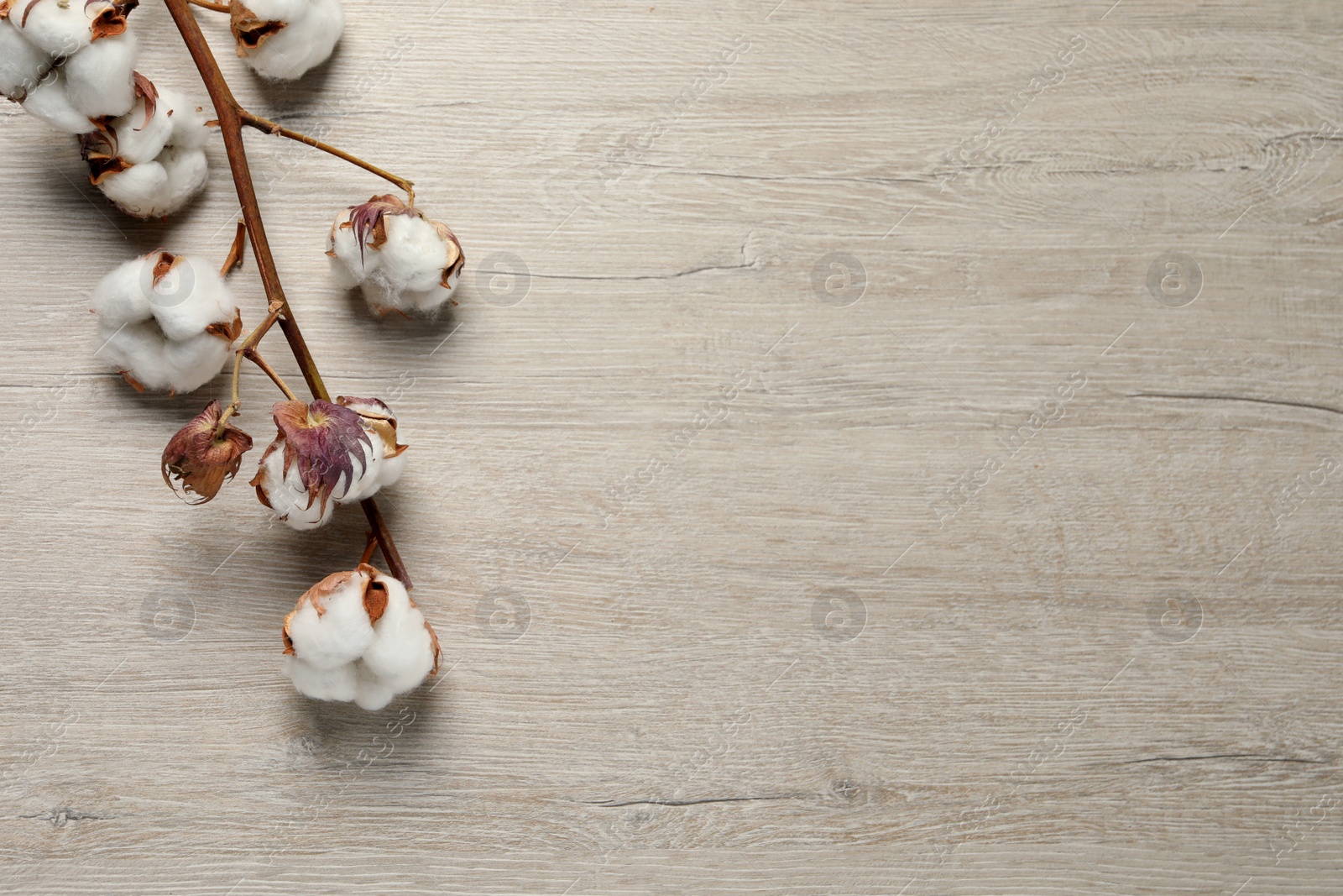 Photo of Dried cotton branch with fluffy flowers on wooden table, top view. Space for text