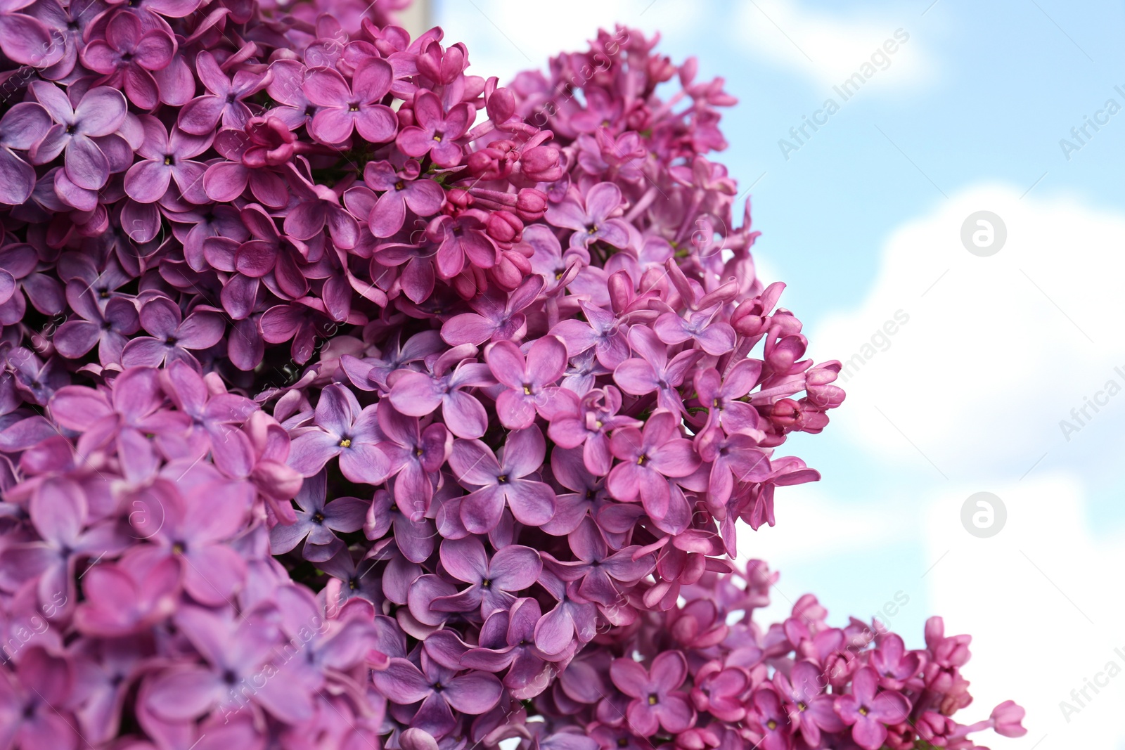 Photo of Beautiful blooming lilac flowers against sky outdoors, closeup. Space for text