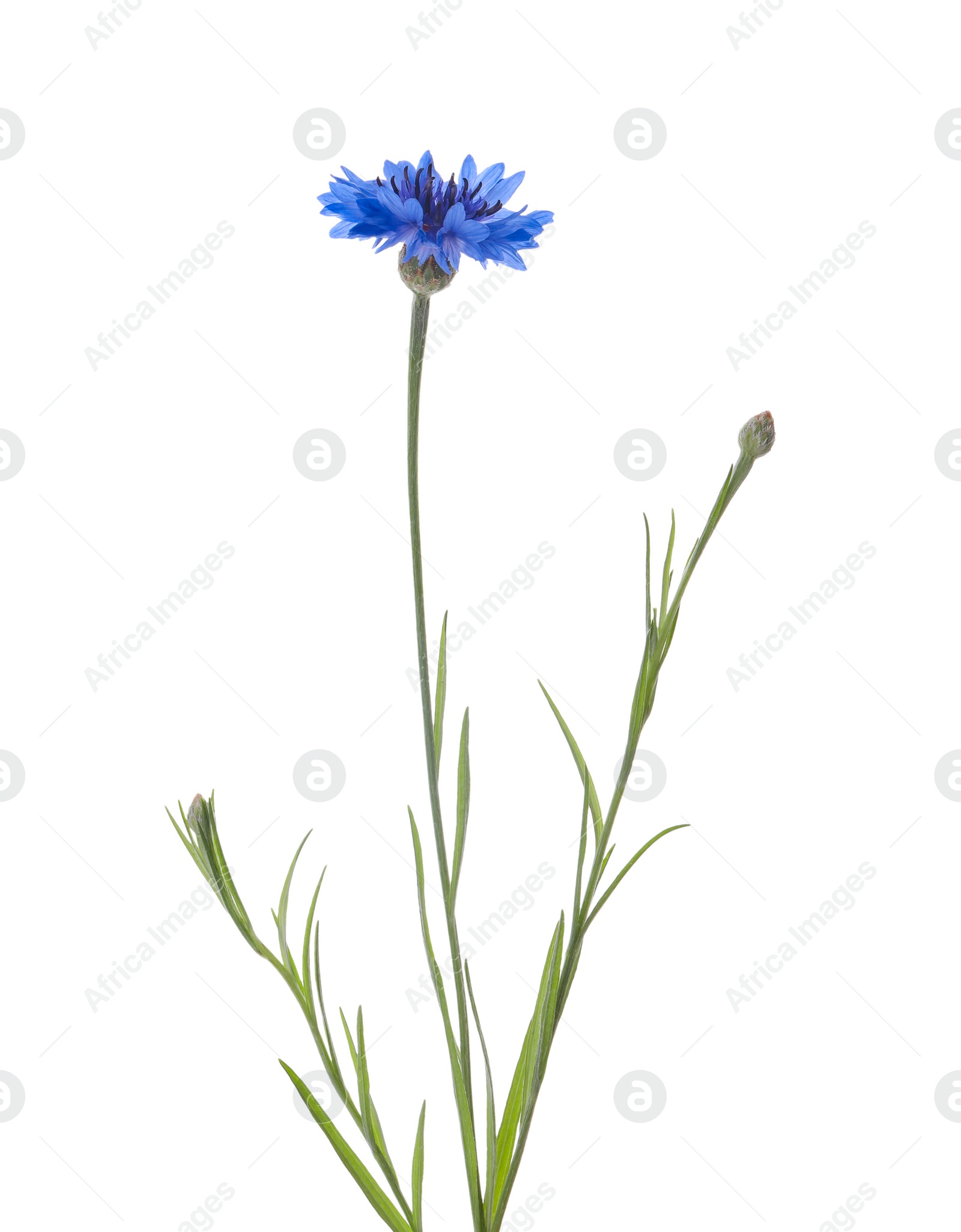 Photo of Beautiful light blue cornflower plant isolated on white