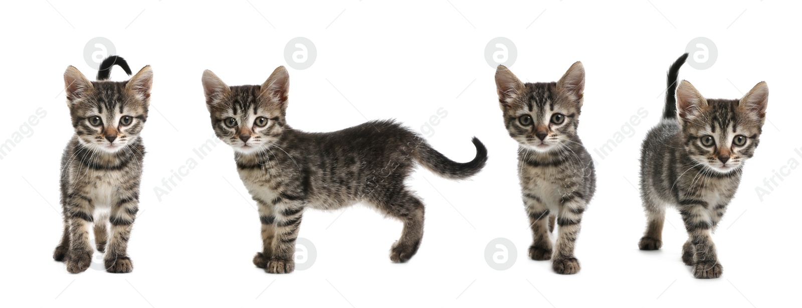 Image of Adorable tabby kittens on white background, collage. Banner design