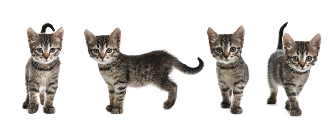 Image of Adorable tabby kittens on white background, collage. Banner design