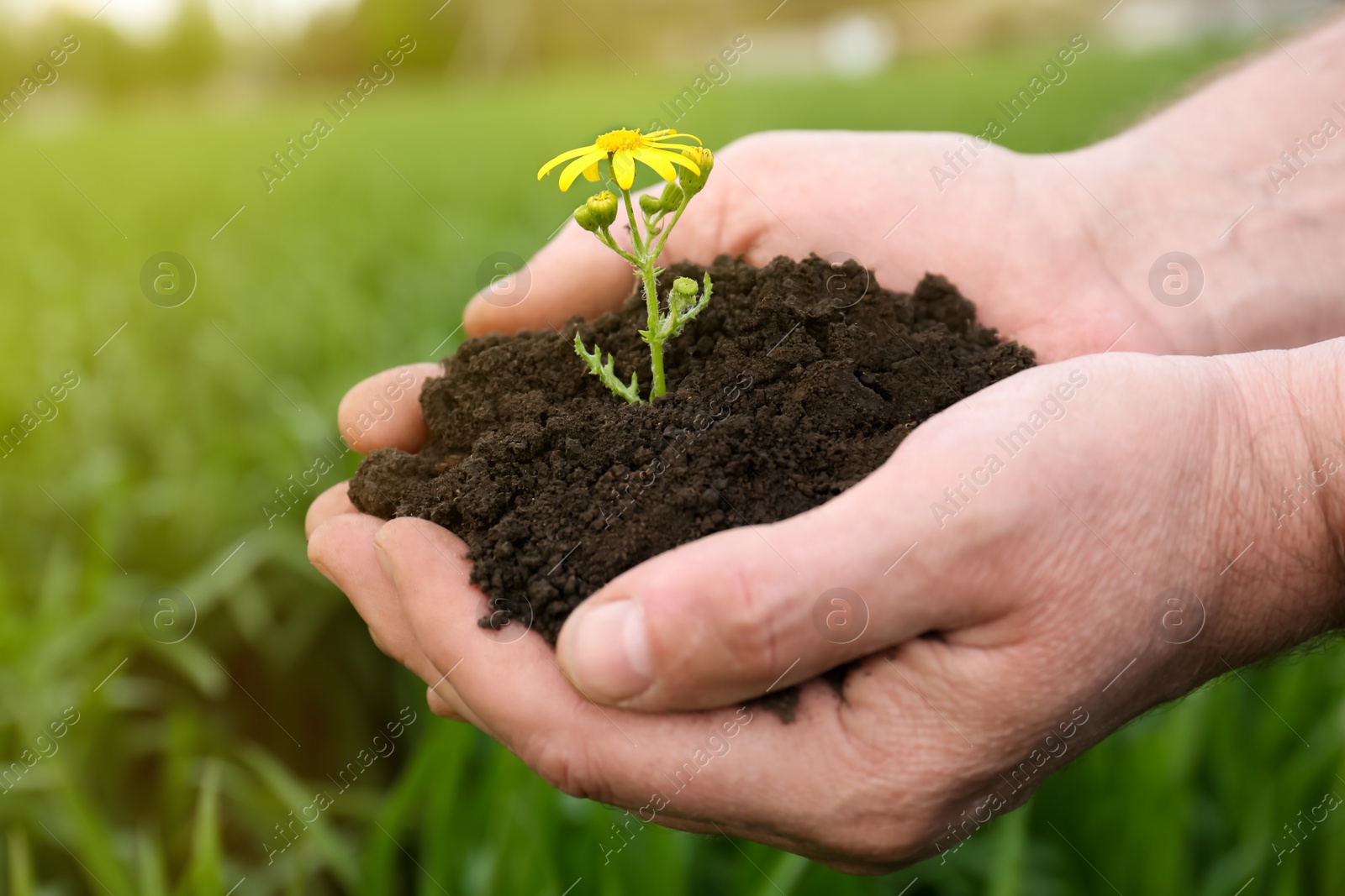 Photo of Man holding pile of soil with flower outdoors, closeup