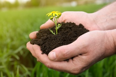 Man holding pile of soil with flower outdoors, closeup
