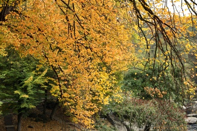 Beautiful view of park with trees on autumn day