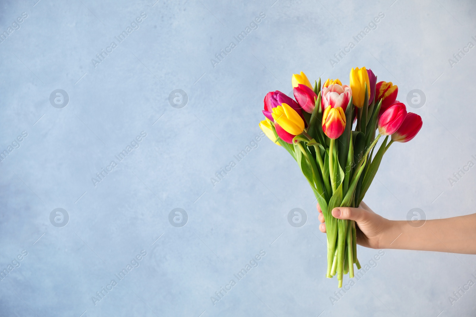Photo of Woman holding beautiful spring tulips on light blue background, closeup. Space for text