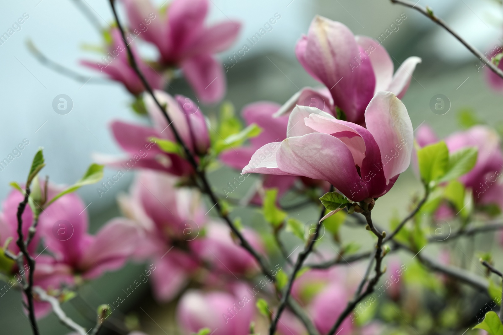 Photo of Beautiful magnolia tree with pink flowers on blurred background, closeup. Space for text