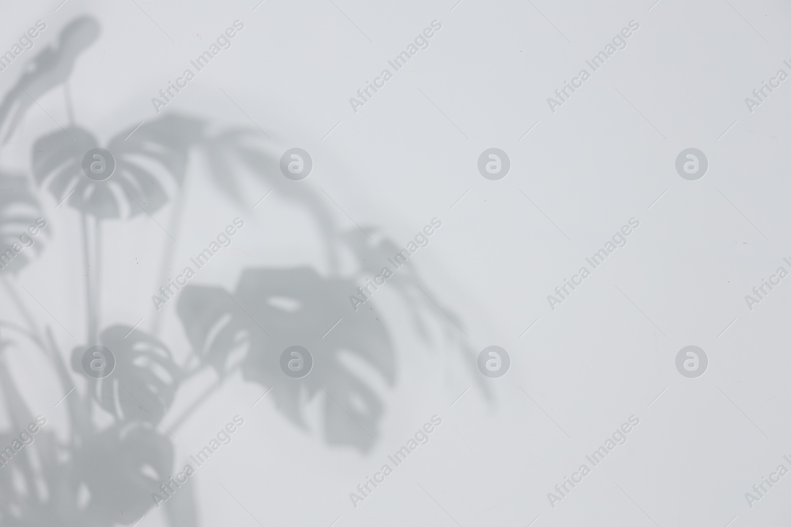 Photo of Shadow of plant falling on white wall, space for text