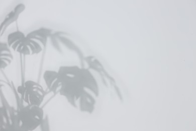 Shadow of plant falling on white wall, space for text