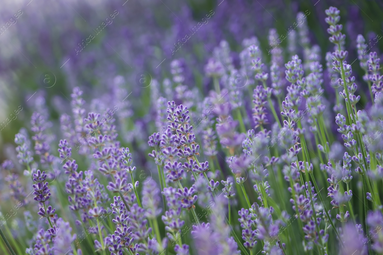 Photo of Beautiful blooming lavender plants in field, closeup