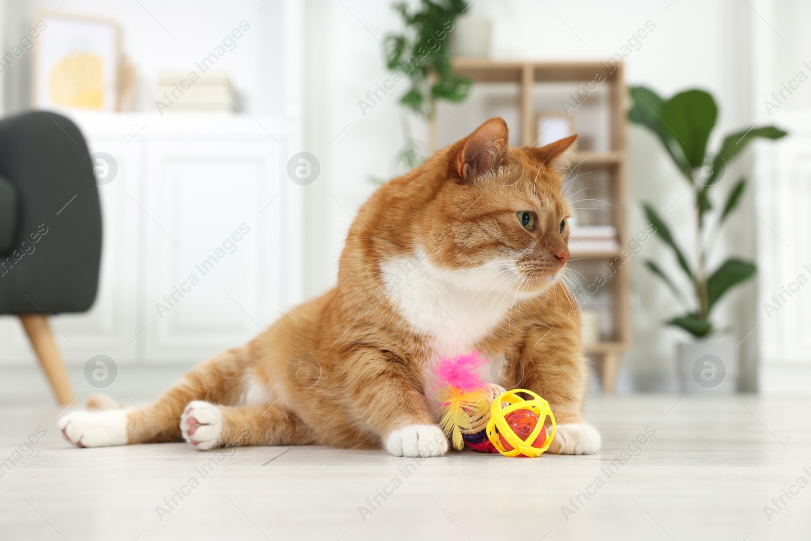 Photo of Cute ginger cat playing with toys at home