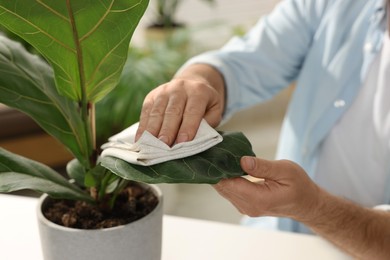 Photo of Man wiping leaves of beautiful potted houseplants with cloth indoors, closeup