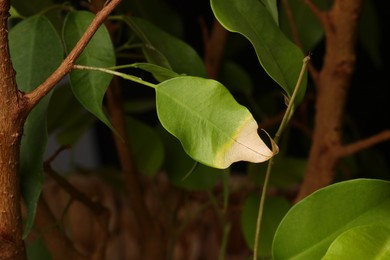 Potted houseplant with damaged leaf, closeup view