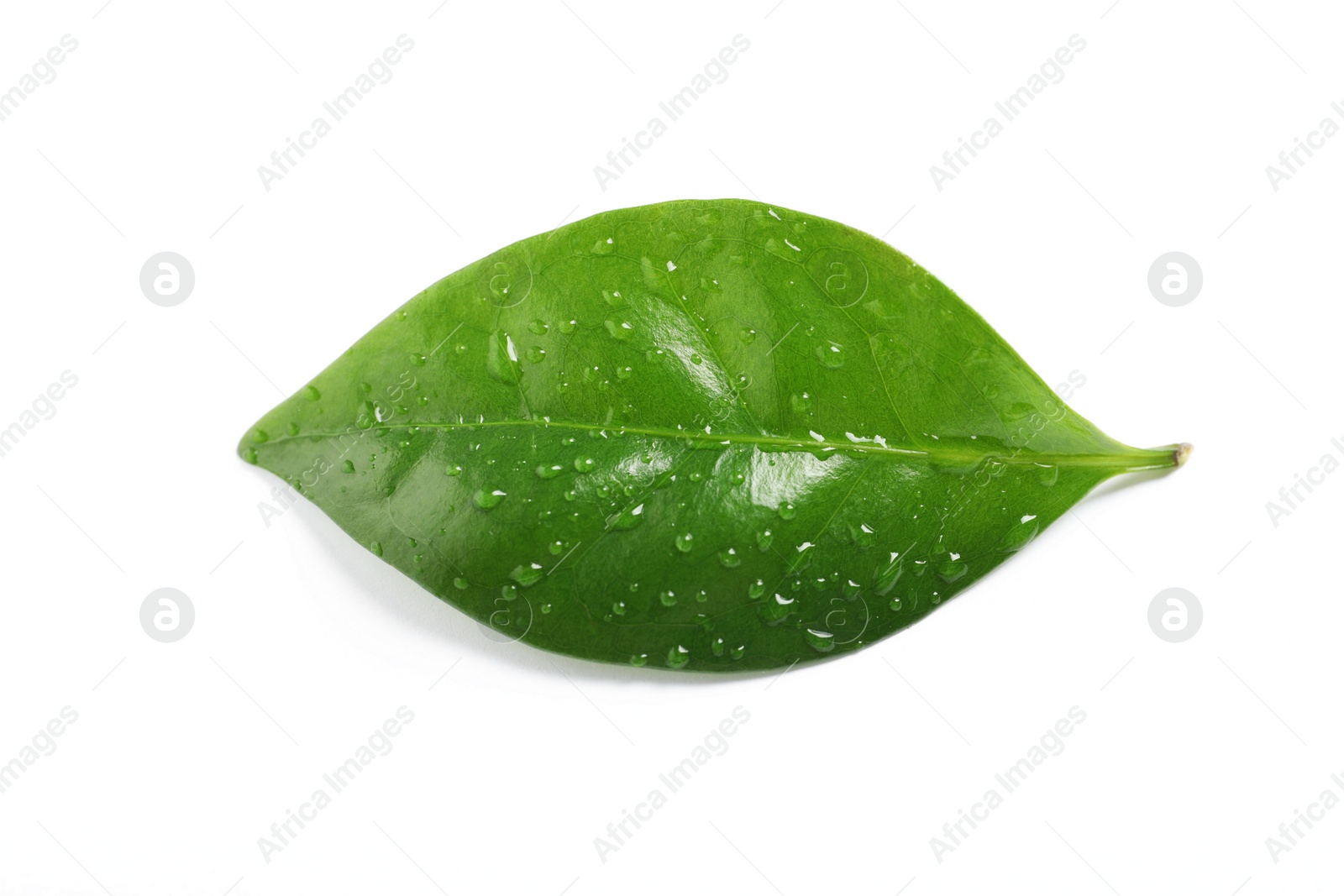 Photo of Fresh green coffee leaf with water drops isolated on white