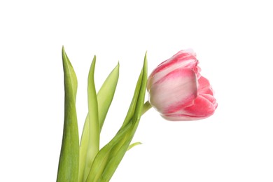 One beautiful tulip flower isolated on white