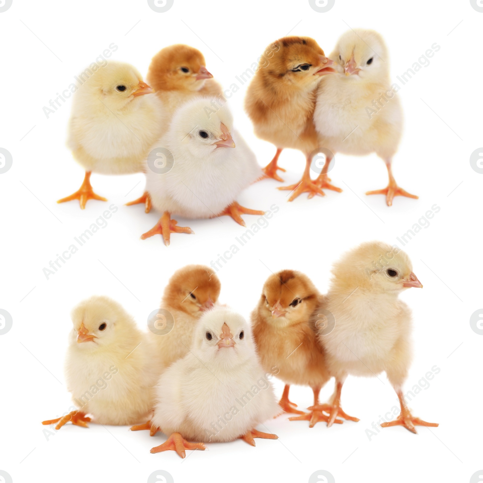 Image of Collage with small cute baby chickens isolated on white