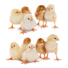 Collage with small cute baby chickens isolated on white