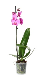 Photo of Beautiful tropical orchid flower in pot on white background