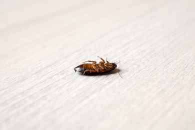 Photo of Cockroach on wooden table, closeup. Pest control
