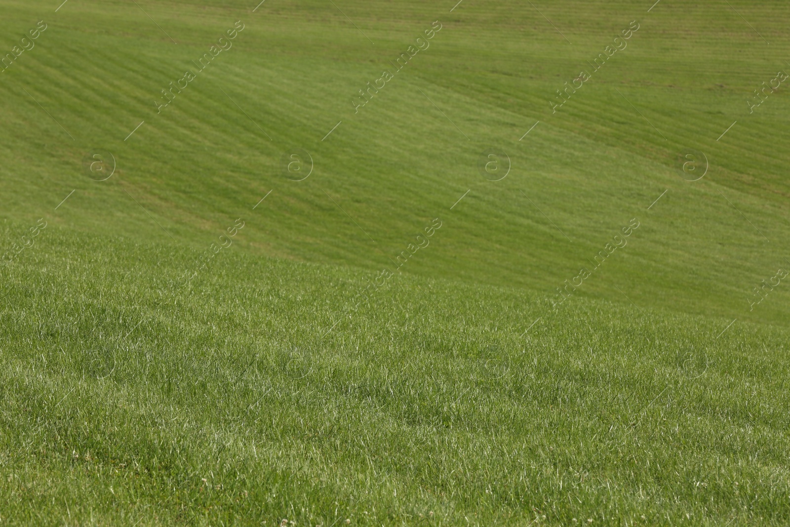 Photo of Beautiful lawn with bright green grass outdoors