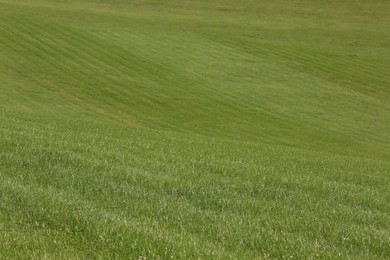 Beautiful lawn with bright green grass outdoors