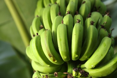 Photo of Unripe bananas growing on tree outdoors, low angle view. Space for text
