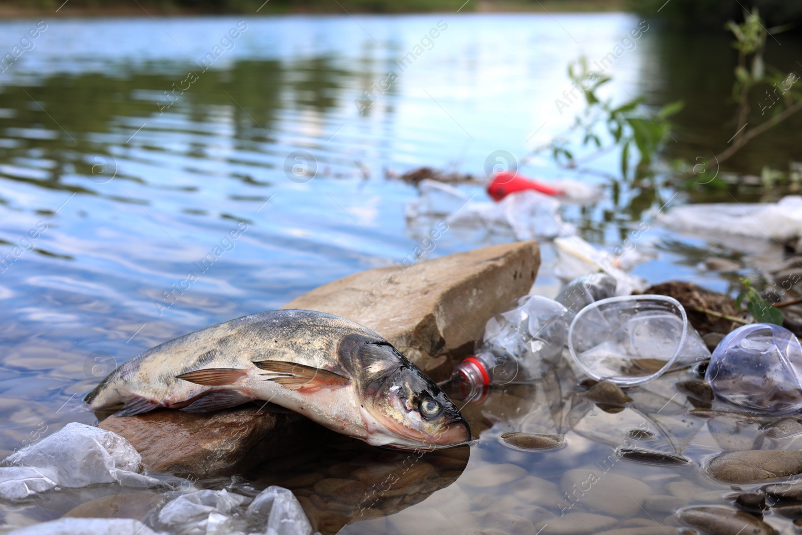 Photo of Dead fish on stone among trash in river. Environmental pollution concept