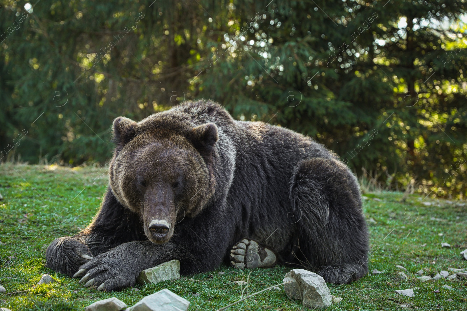 Photo of Adorable brown bear in forest. Wild animal