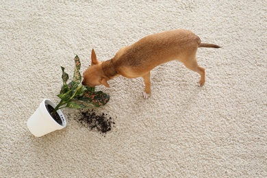 Photo of Adorable Chihuahua dog near overturned houseplant on carpet indoors, above view