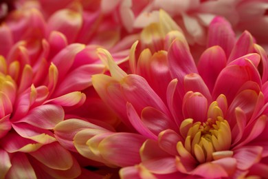 Photo of Beautiful blooming chrysanthemum flowers as background, closeup