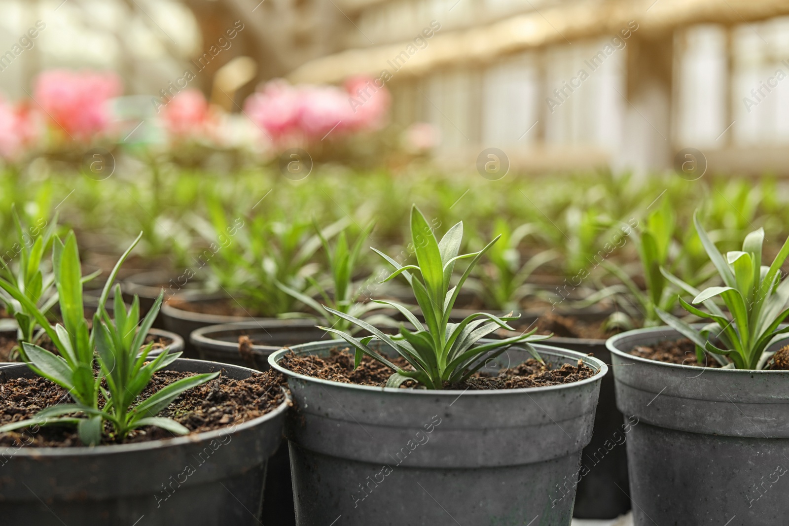 Photo of Many pots with soil and fresh seedlings in greenhouse, closeup