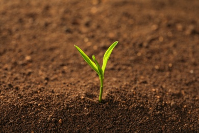 Photo of Young plant in fertile soil, space for text. Gardening time