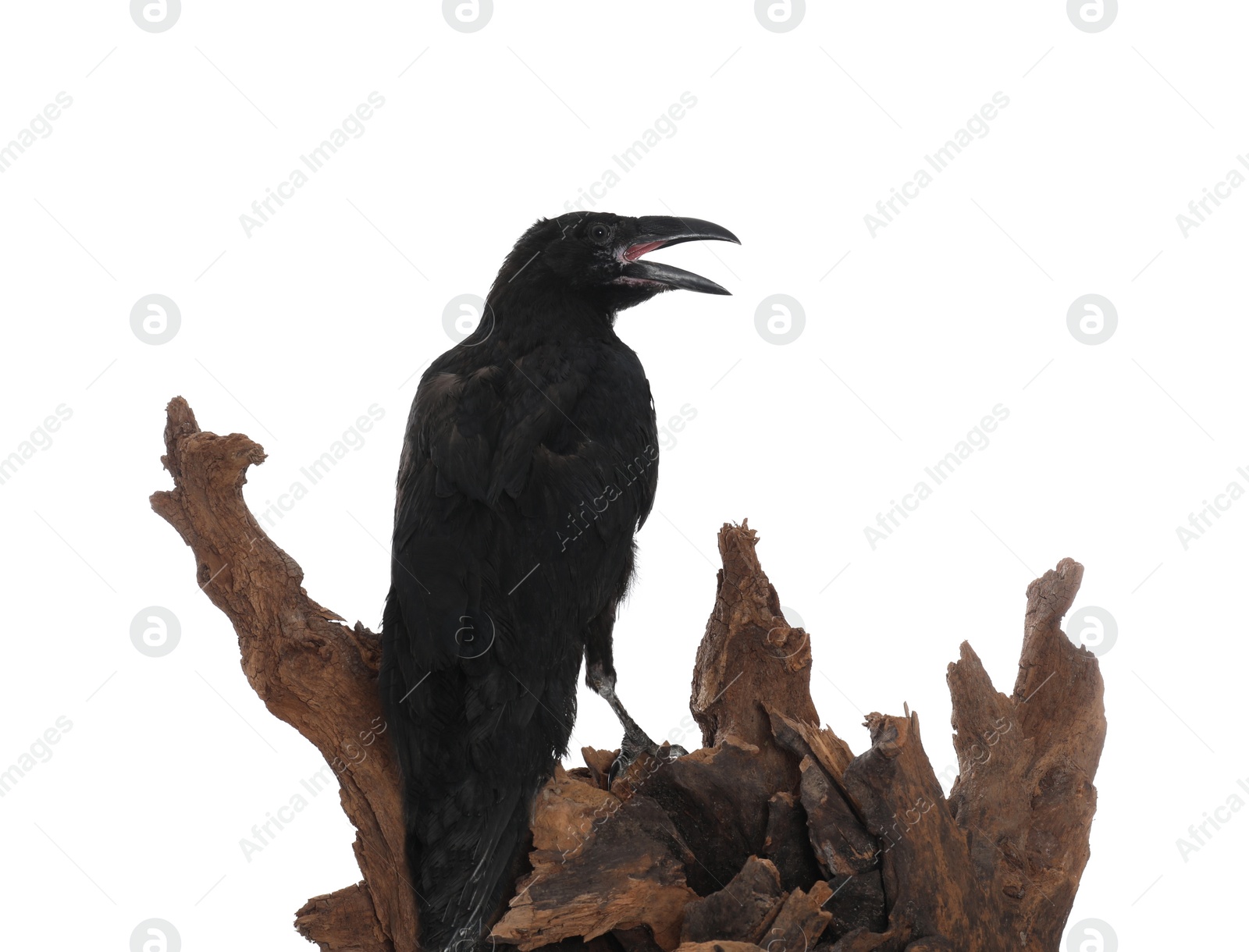 Photo of Beautiful common raven perched on wood against white background