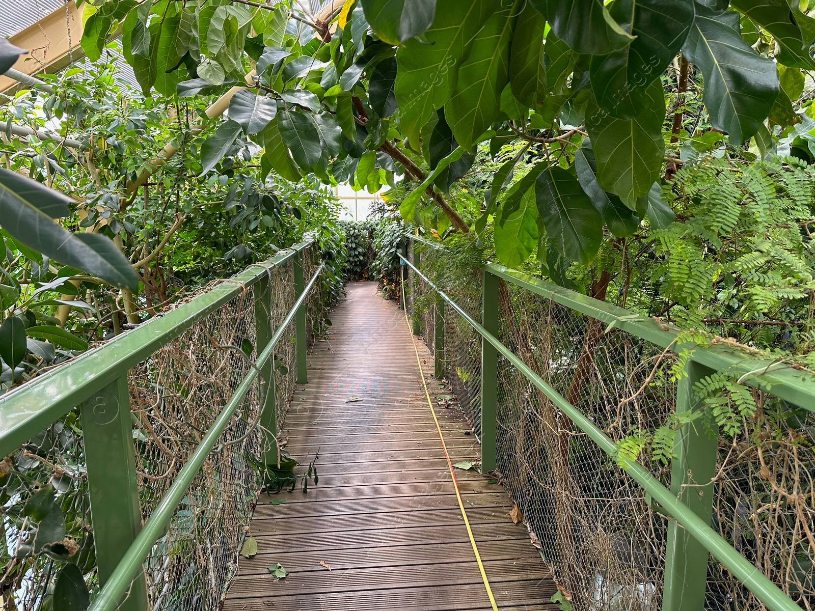 Photo of Bridge with railings among plants in botanic garden