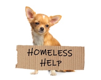 Cute small Chihuahua dog and piece of cardboad with text Homeless Help on white background. Lonely pet 