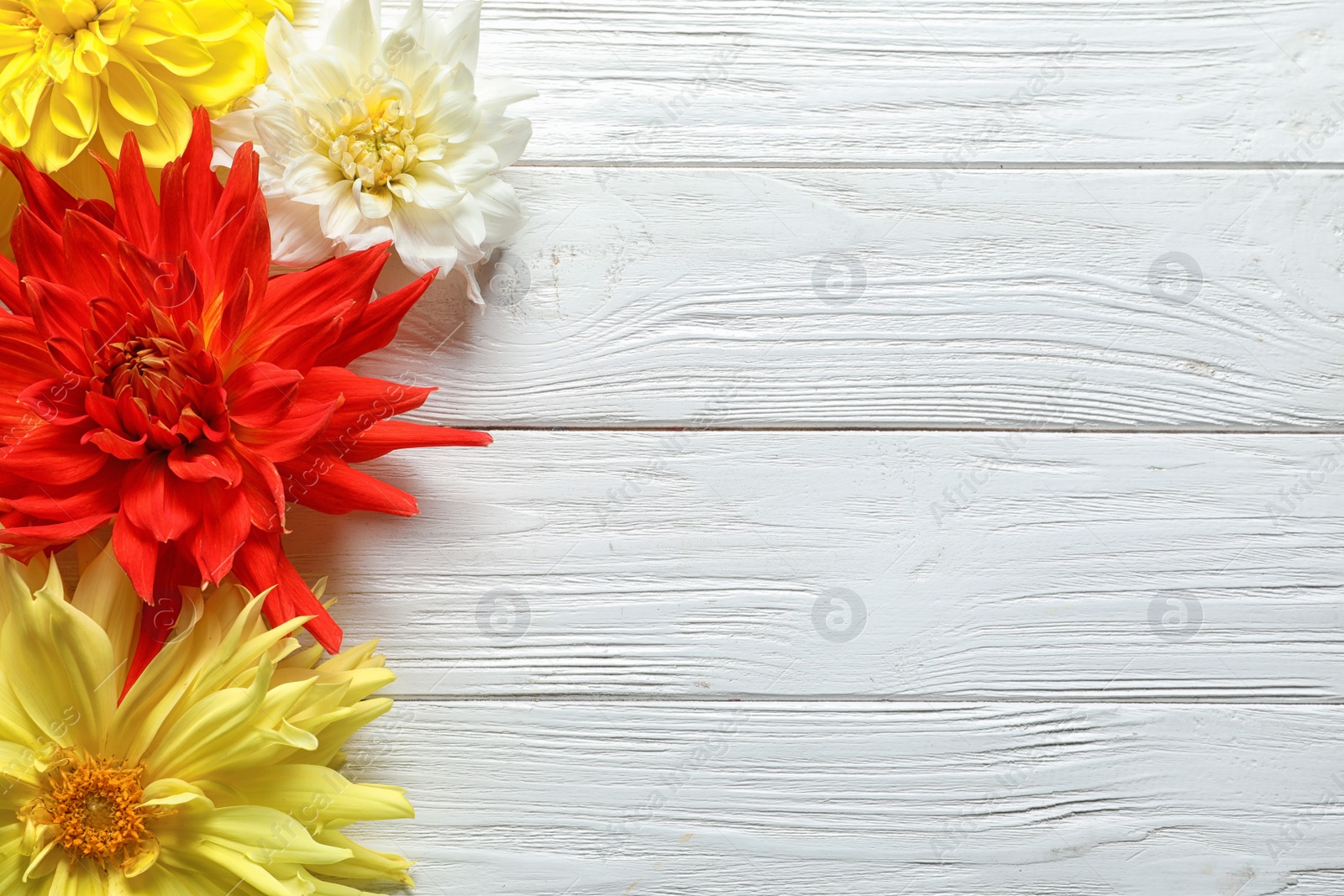 Photo of Flat lay composition with beautiful dahlia flowers and space for text on wooden background