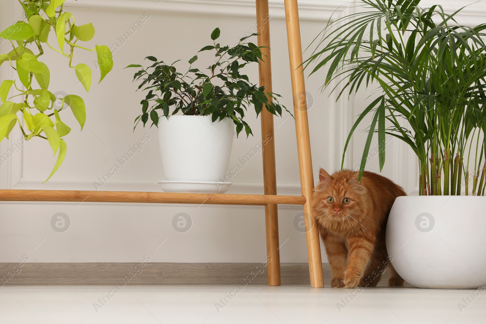 Photo of Adorable cat near green houseplants at home