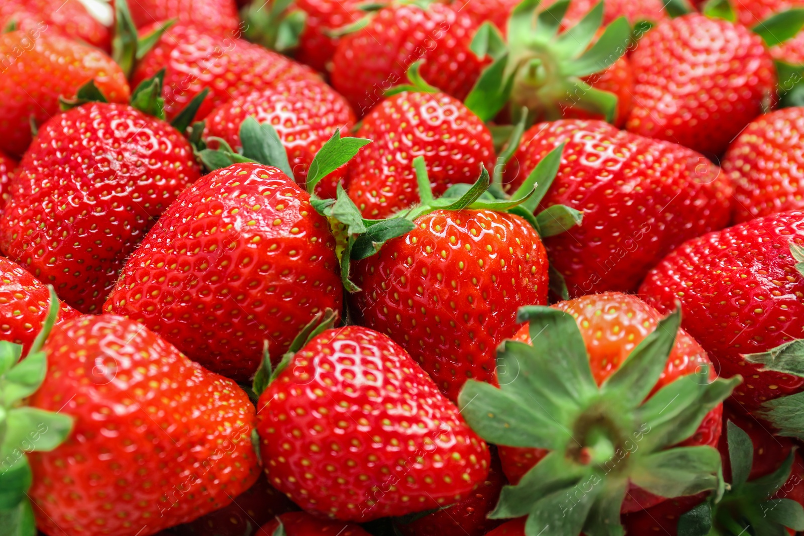 Photo of Many ripe red strawberries as background, closeup