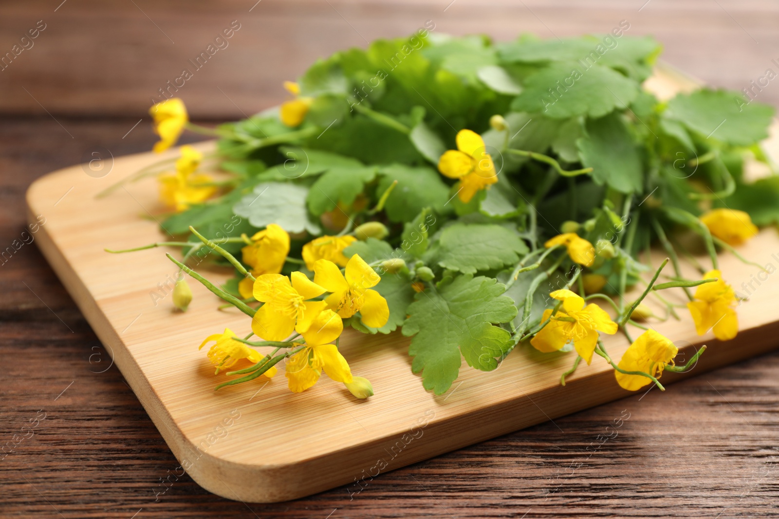 Photo of Celandine with board on wooden table, closeup