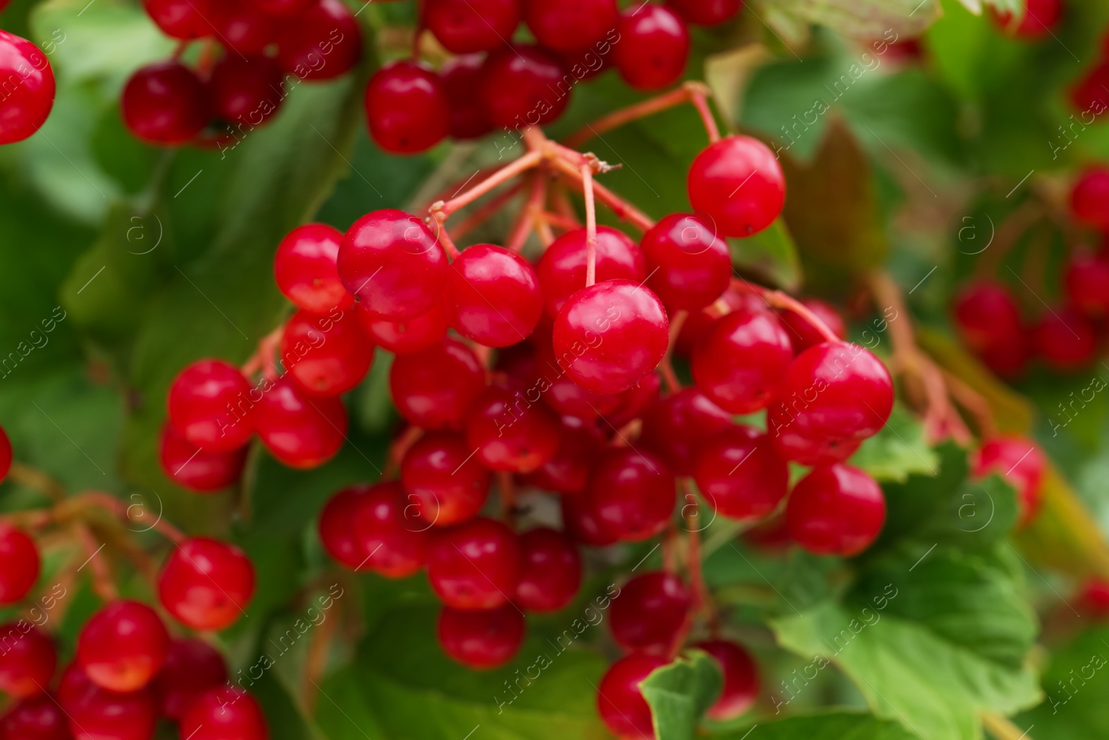 Photo of Beautiful viburnum shrub with ripe berries outdoors, closeup