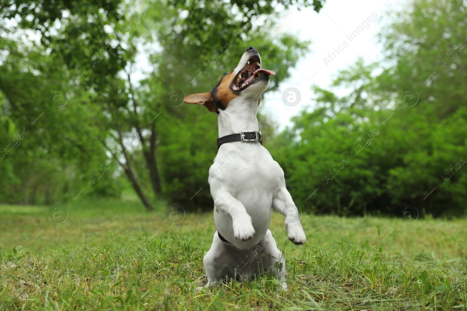 Photo of Adorable Jack Russell Terrier dog playing in park