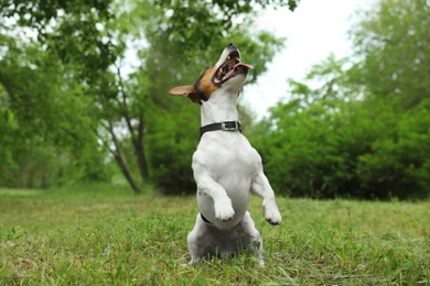 Photo of Adorable Jack Russell Terrier dog playing in park