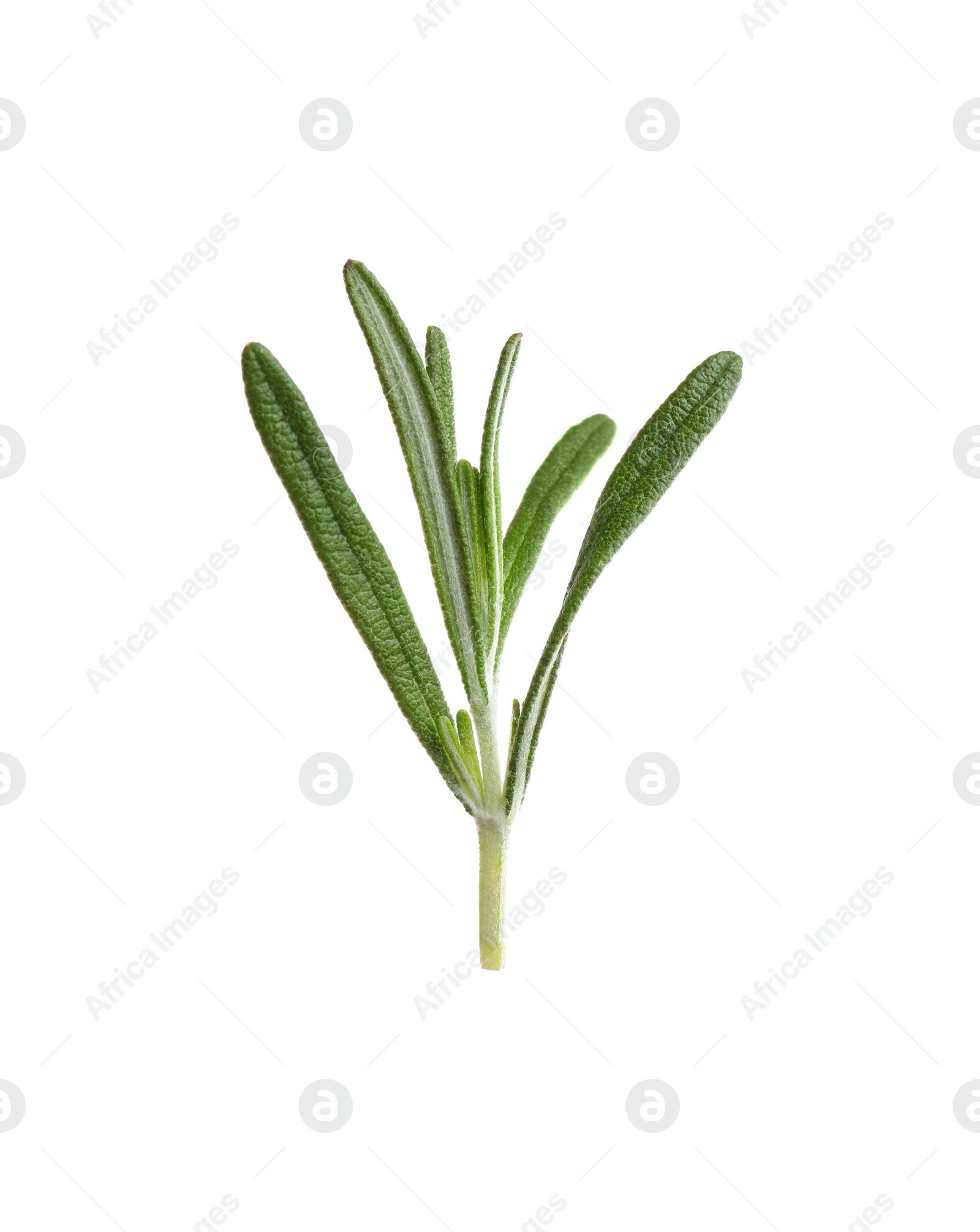 Photo of Fresh rosemary isolated on white. Mulled wine ingredient