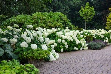 Beautiful park with blooming hydrangeas and paved pathway. Landscape design