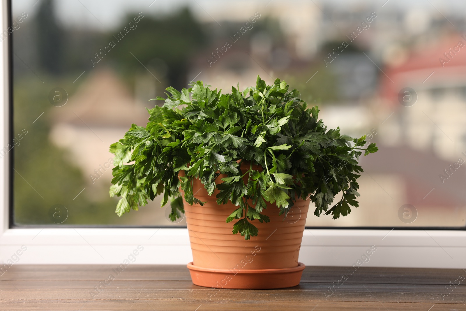 Photo of Aromatic parsley growing in pot on window sill