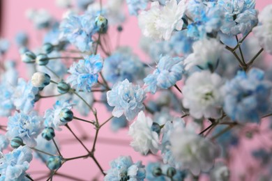 Beautiful dyed gypsophila flowers on pink background, closeup