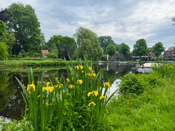 Beautiful yellow iris flowers growing near city canal