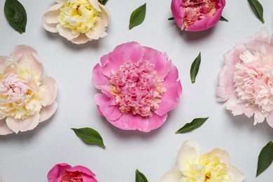 Photo of Beautiful fresh peonies and leaves on light grey background, flat lay