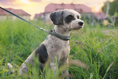 Photo of Cute dog with leash sitting in green grass outdoors