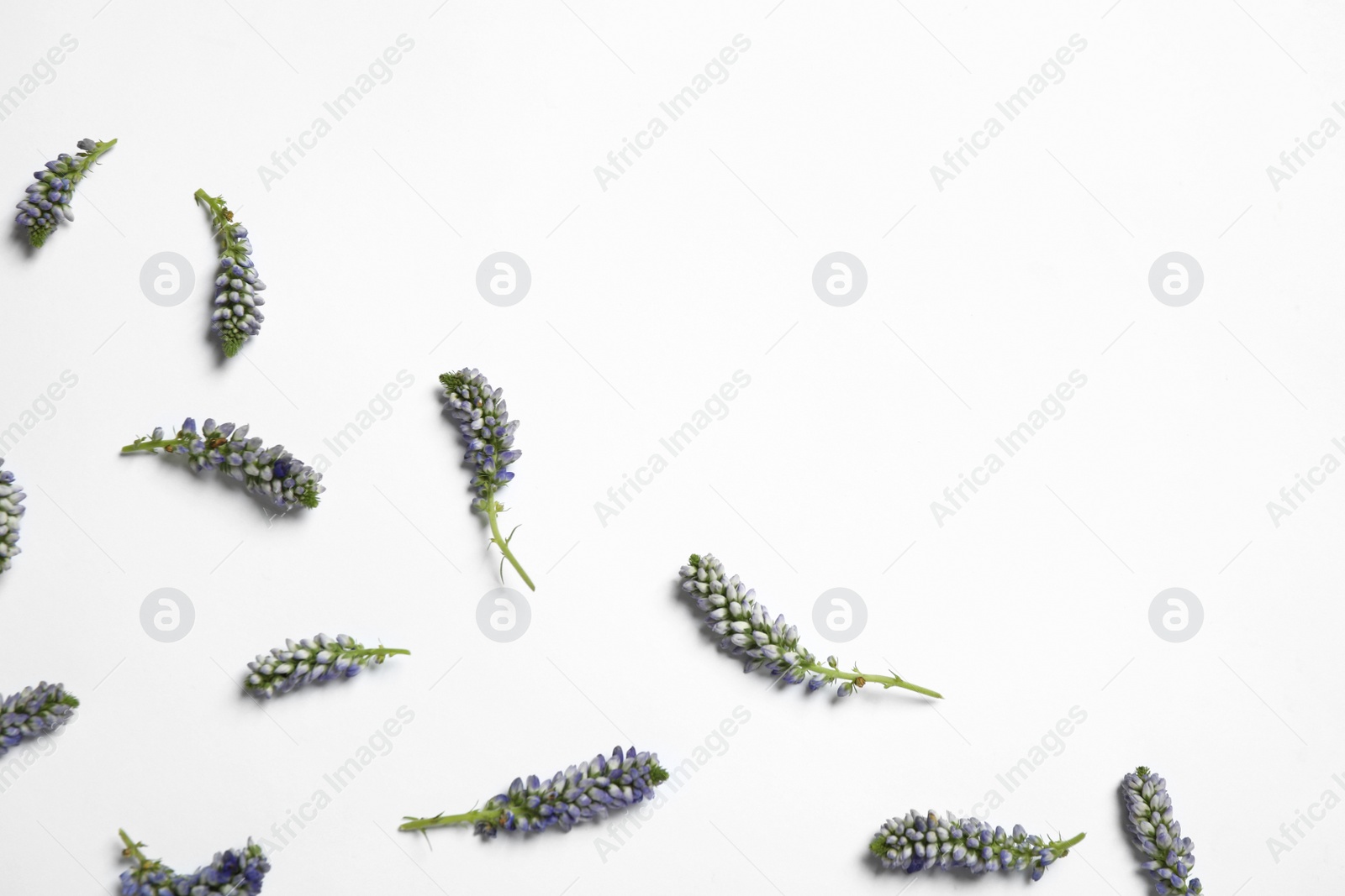 Photo of Beautiful floral composition with flowers on white background, flat lay. Space for text