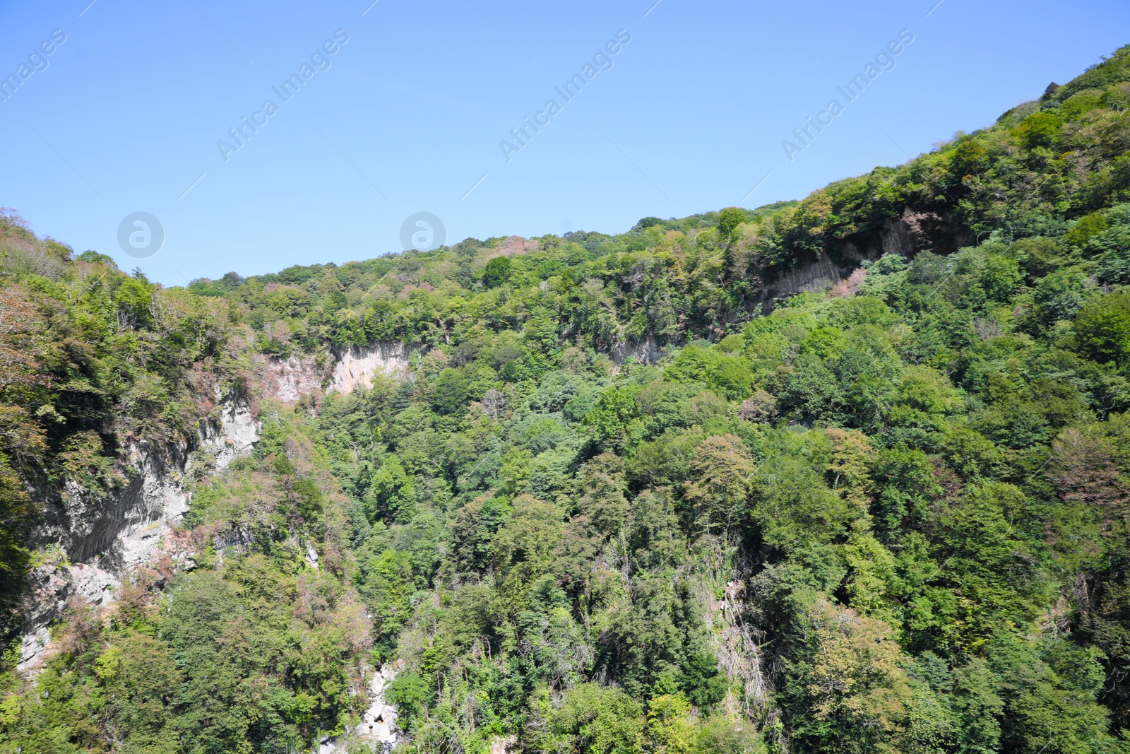 Photo of Beautiful mountain landscape with green forest under blue sky